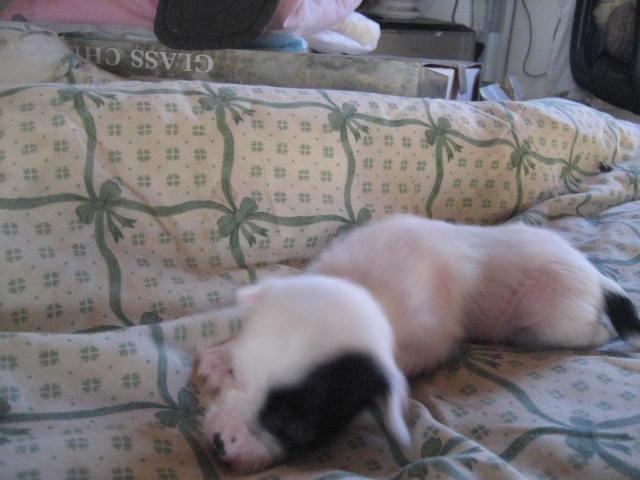 Chinese crested hårløs Quiin Diva billede 15