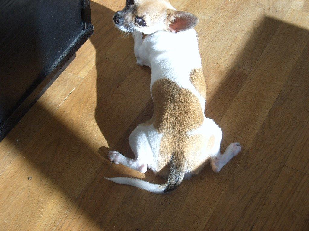 Chihuahua Joey - Mærkelig måde at slappe af på!!!! billede 2