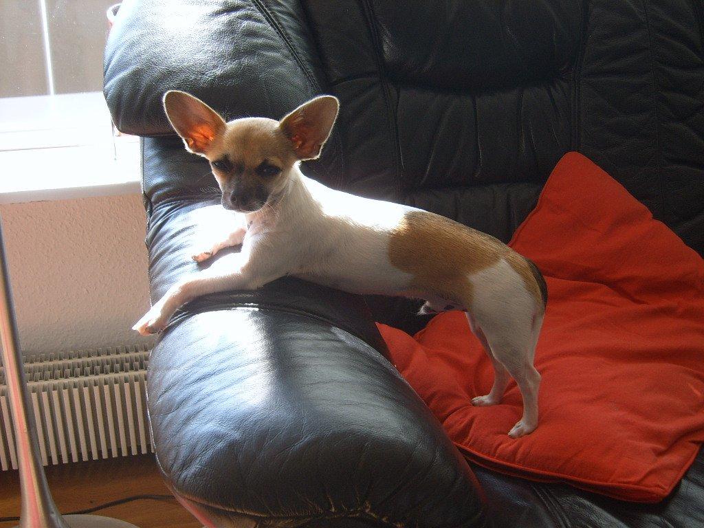 Chihuahua Joey billede 4
