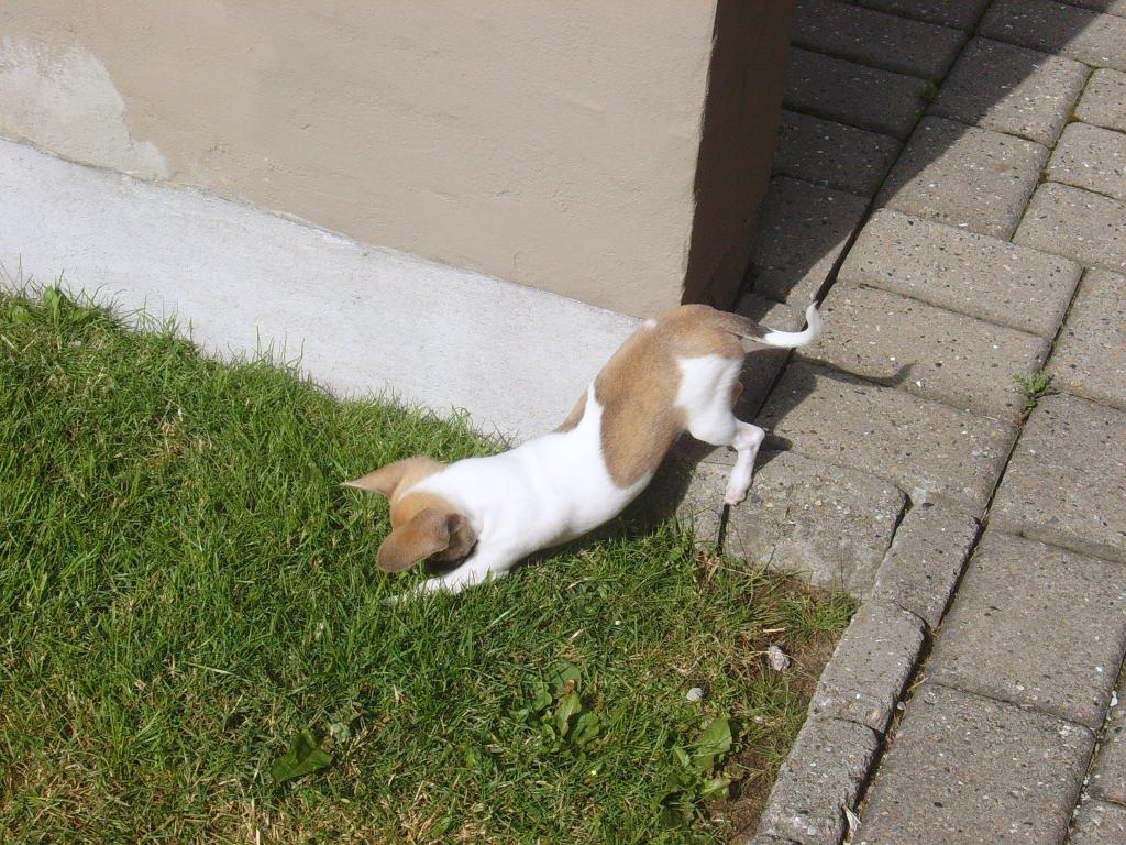 Chihuahua Joey billede 5