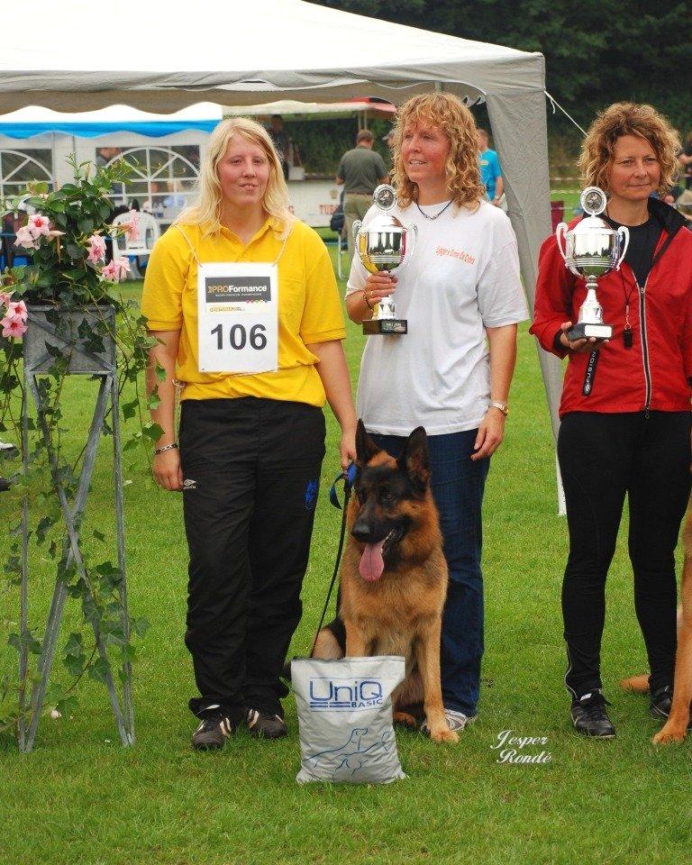 Schæferhund Lyagers Come On Corba - HAS 2010 SG 4 billede 10