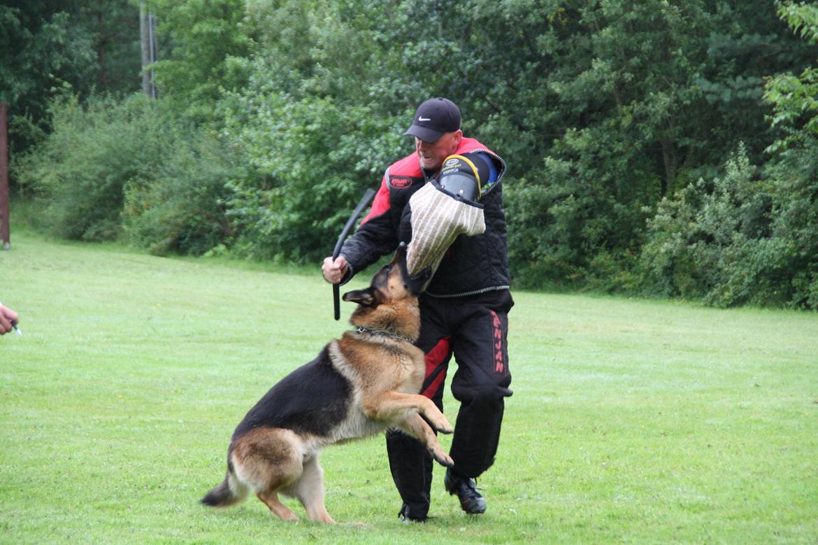 Schæferhund Lyagers Come On Corba - Avlskåring billede 12