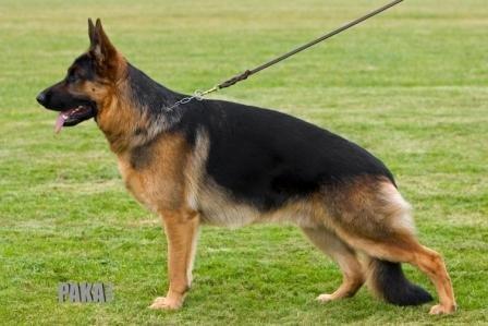 Schæferhund Lyagers Come On Corba - HAS 2009 billede 5