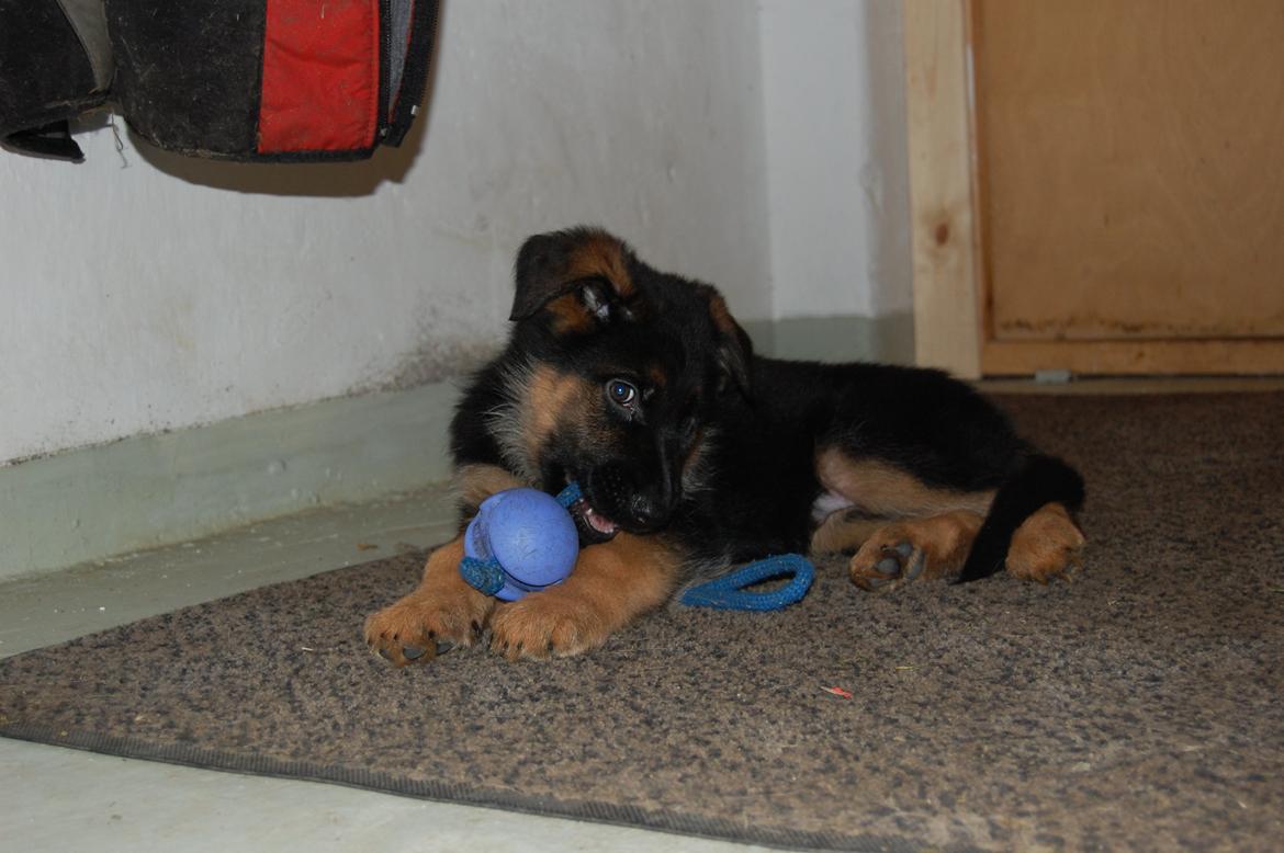 Schæferhund Lyagers Come On Corba - Corba 8 uger gammel og bare yndig (så længe det varede ) billede 1