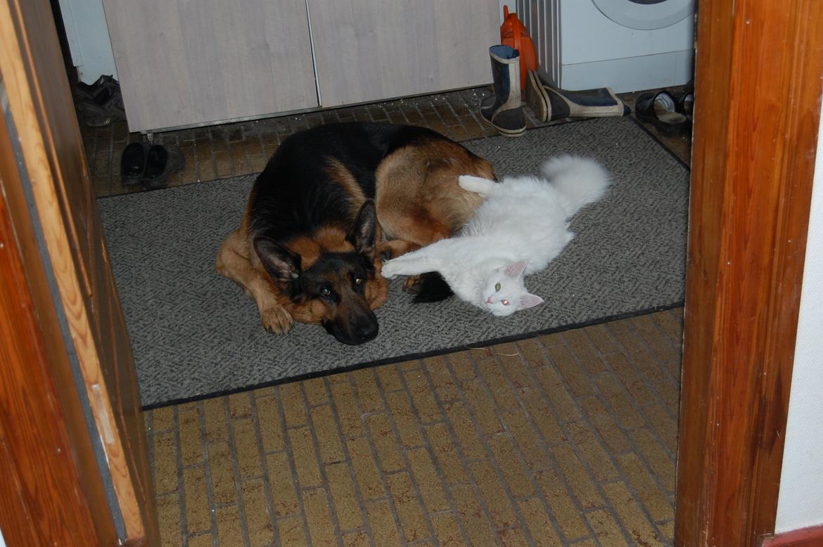 Schæferhund Lyagers Come On Corba - Corba og Manse er venner. billede 3