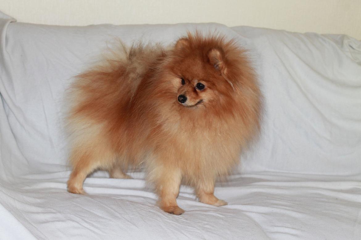 Pomeranian Naw Ore Never Of Majas Pomeranian World ( Maddox ) - hov hvad var det. billede 8