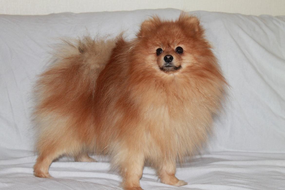 Pomeranian Naw Ore Never Of Majas Pomeranian World ( Maddox ) - hej med jer er jeg bare ikke sej billede 4