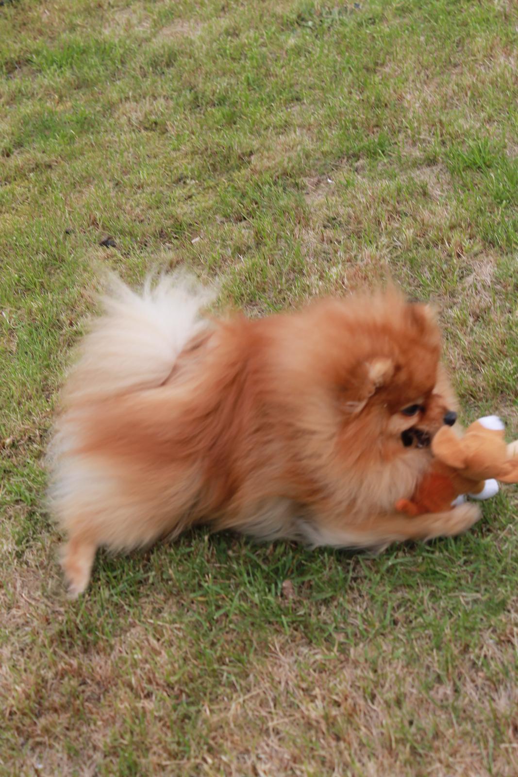 Pomeranian Naw Ore Never Of Majas Pomeranian World ( Maddox ) - DØ BAMSE!!! billede 9