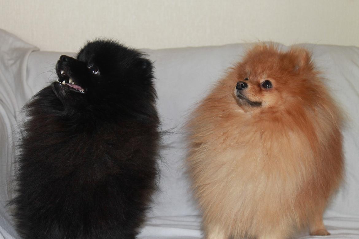 Pomeranian Farier Spitz The Ameriakal Mann ( Diesel ) - min bror  mand og jeg siger lige hej igen ( Maddox ) billede 10