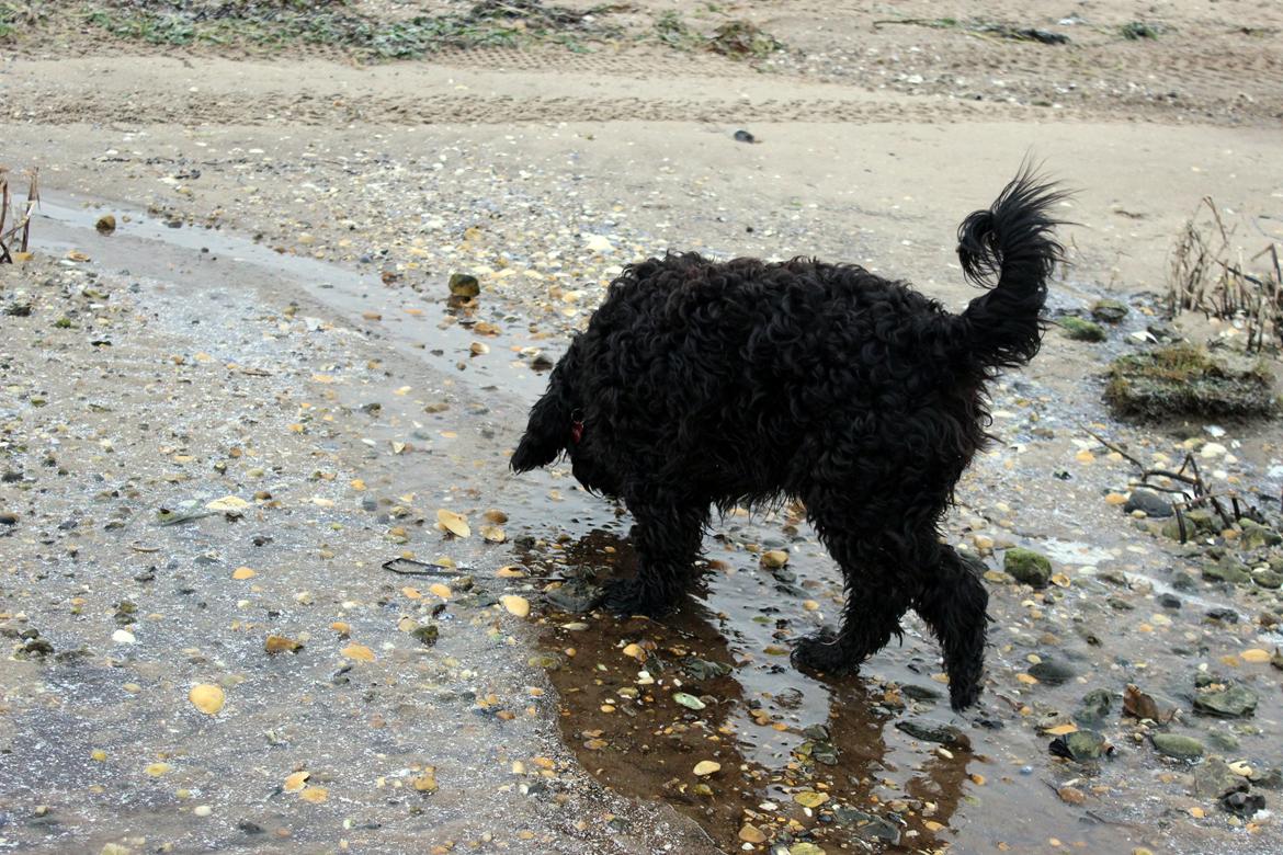 Blanding af racer <Pom Frida> - 1 December 2012 billede 20