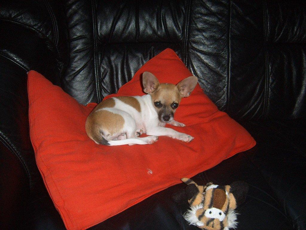Chihuahua Joey billede 6