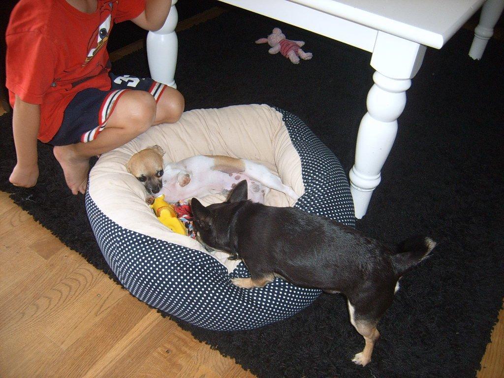 Chihuahua Joey - Leger lige med hans bedste legekammerat billede 7