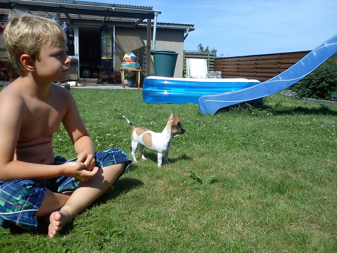 Chihuahua Joey billede 8