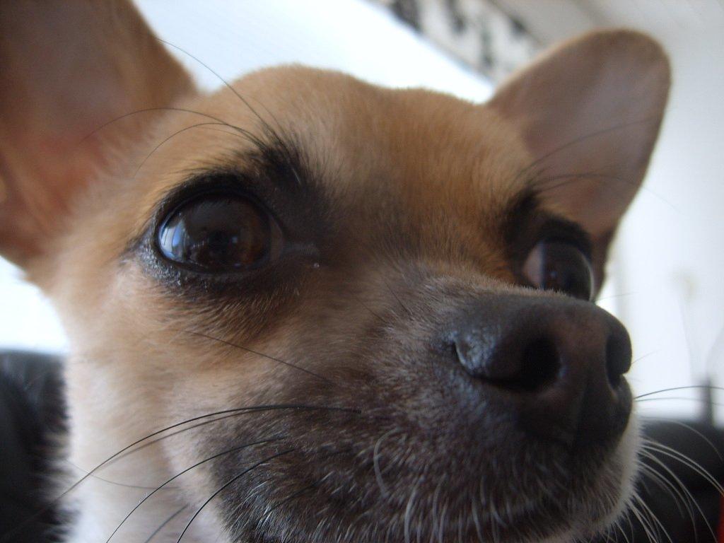 Chihuahua Joey billede 9