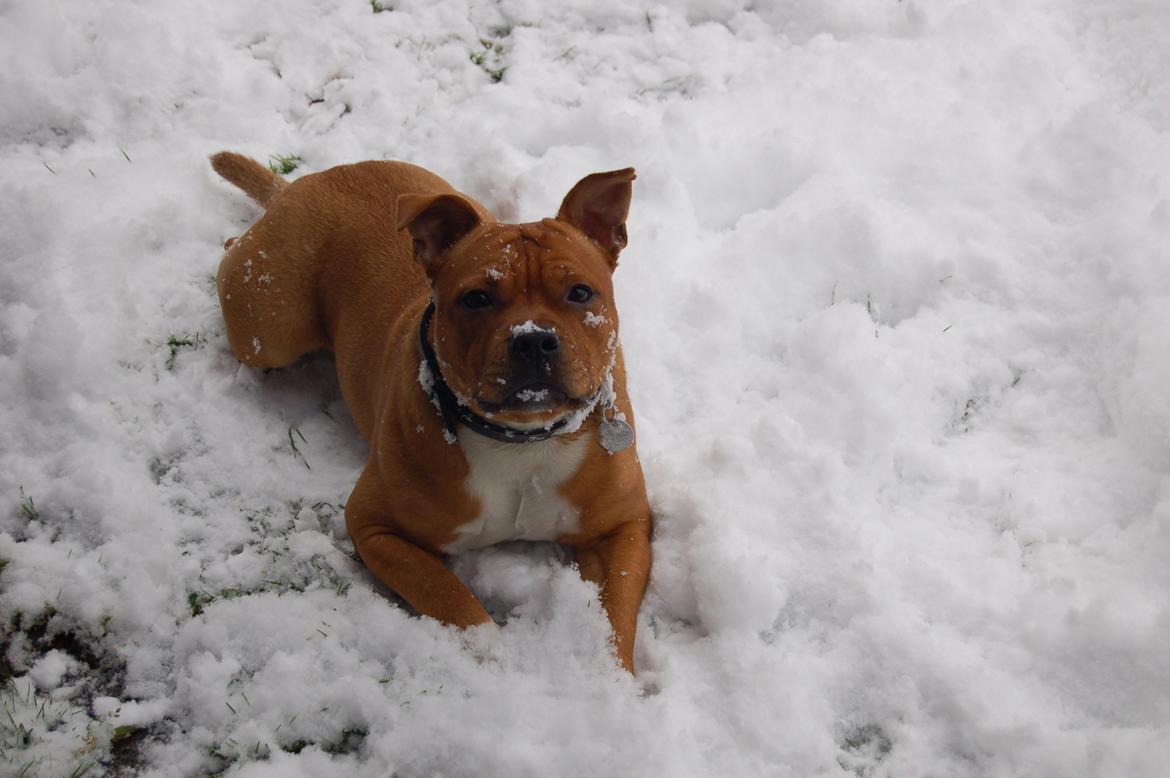 Staffordshire bull terrier Pax - 7 1/2 måned billede 1