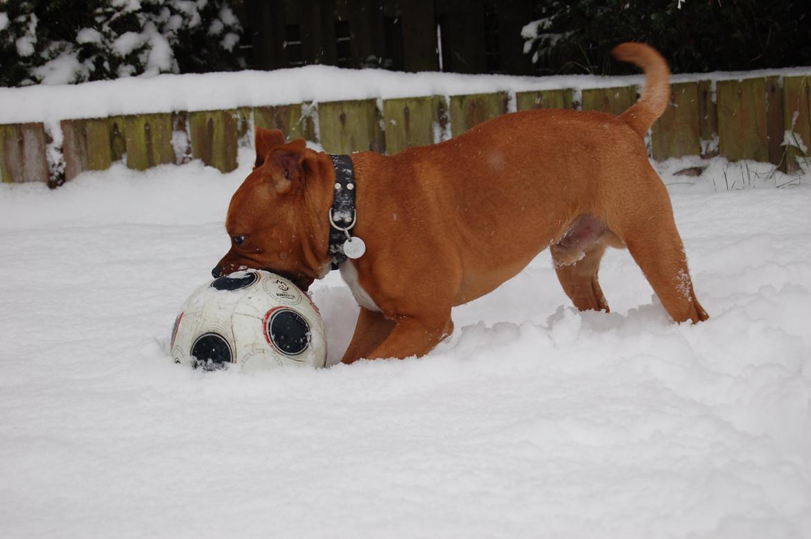 Staffordshire bull terrier Pax - 7 1/2 måned billede 2