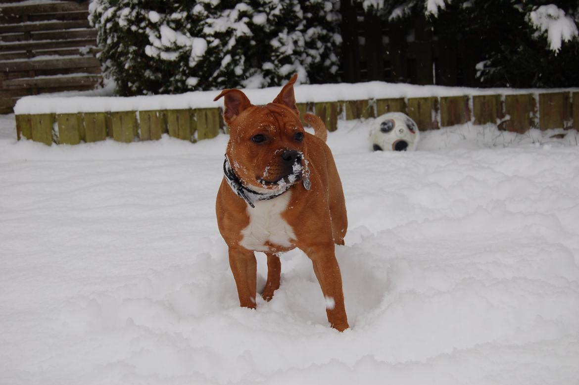 Staffordshire bull terrier Pax - 7 1/2 måned billede 3