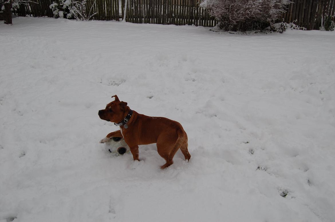 Staffordshire bull terrier Pax - 7 1/2 måned billede 4