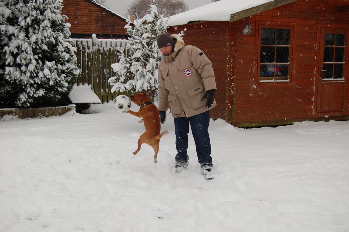 Staffordshire bull terrier Pax - 7 1/2 måned billede 5