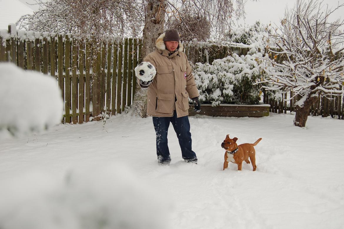 Staffordshire bull terrier Pax - 7 1/2 måned billede 6