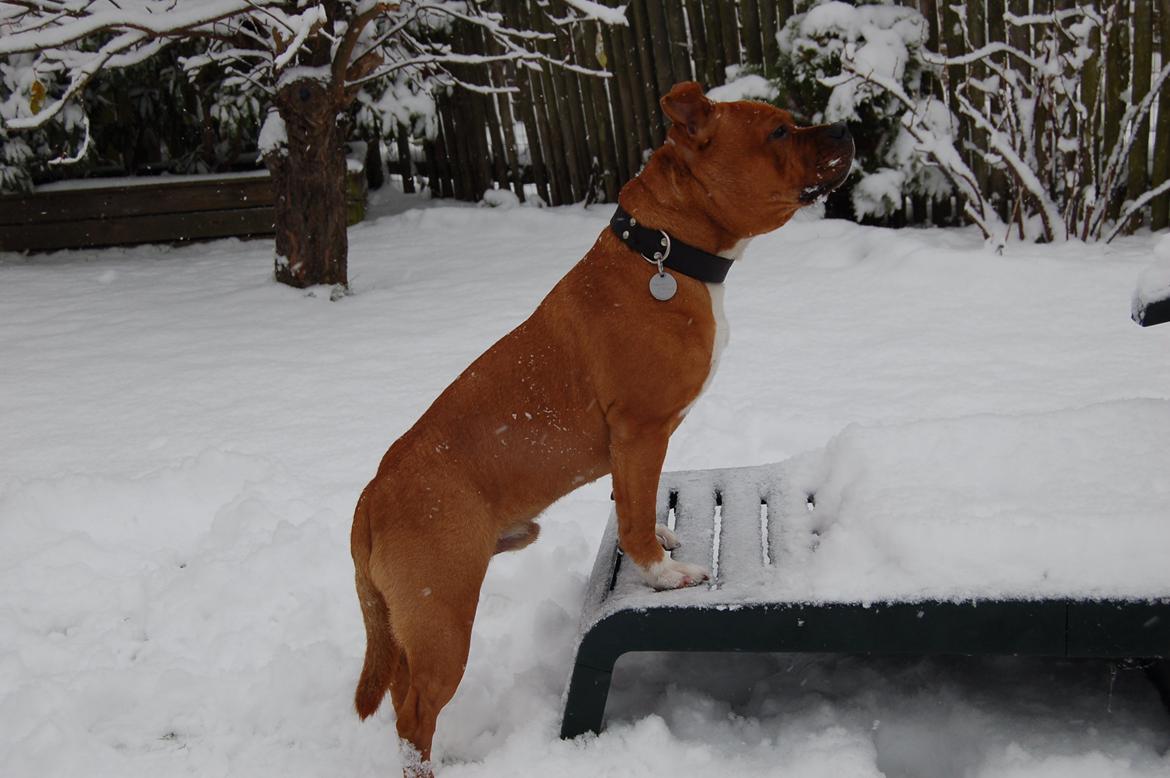 Staffordshire bull terrier Pax - 7 1/2 måned billede 7