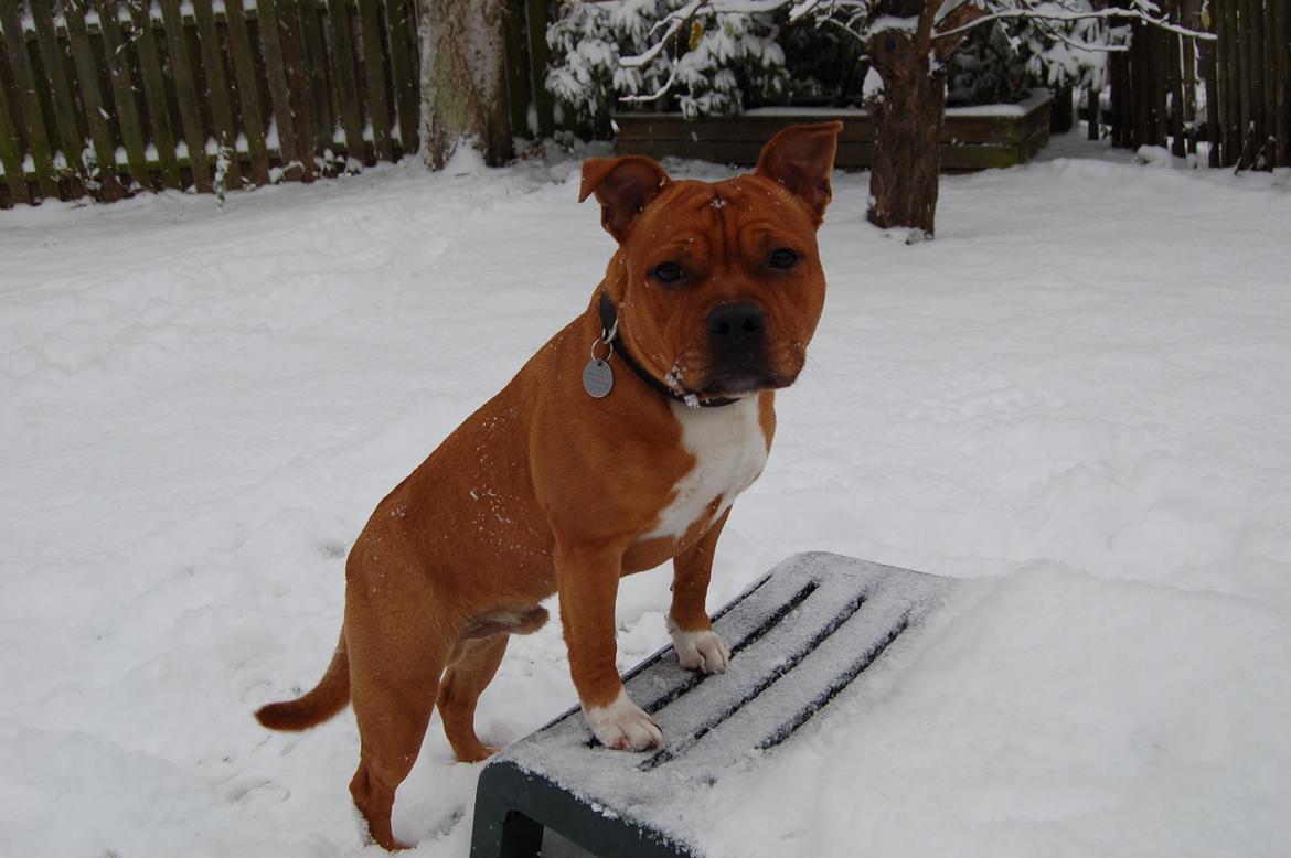 Staffordshire bull terrier Pax - 7 1/2 måned billede 8