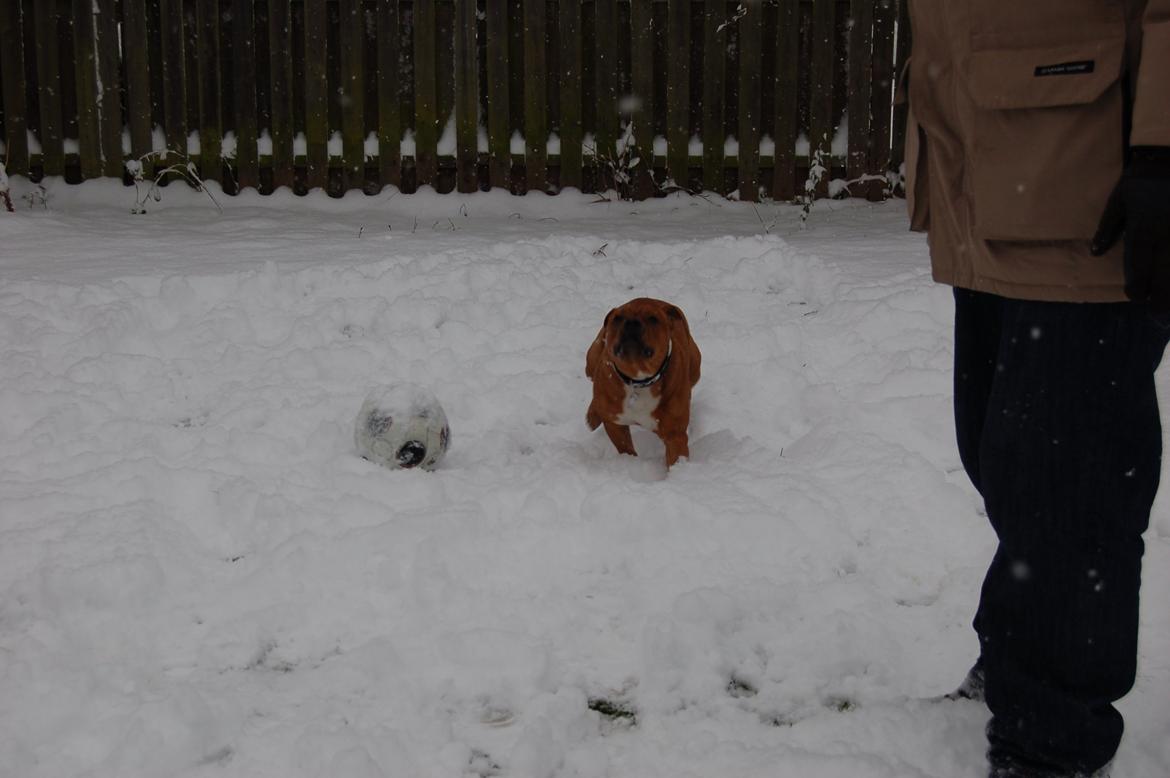 Staffordshire bull terrier Pax - 7 1/2 måned billede 9