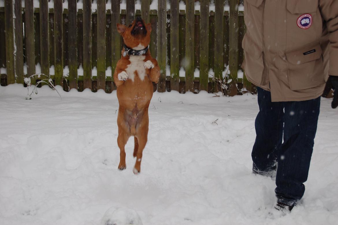 Staffordshire bull terrier Pax - 7 1/2 måned billede 10