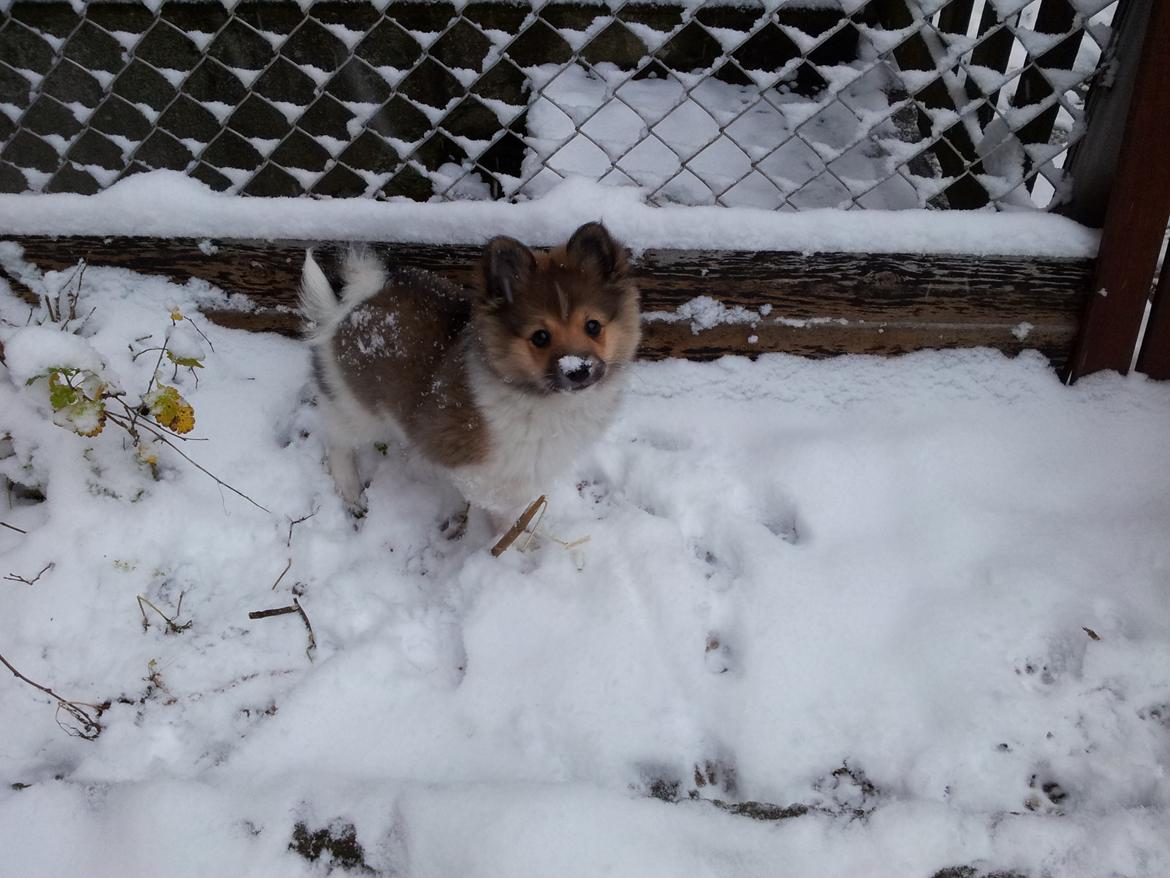Volpino italiano Siva - Første møde med sne! Elsker det! :-) billede 2
