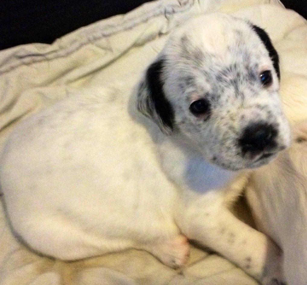 Blanding af racer trunte - lille trunte den dag vi så hende første gang :)
3uger gammel billede 1