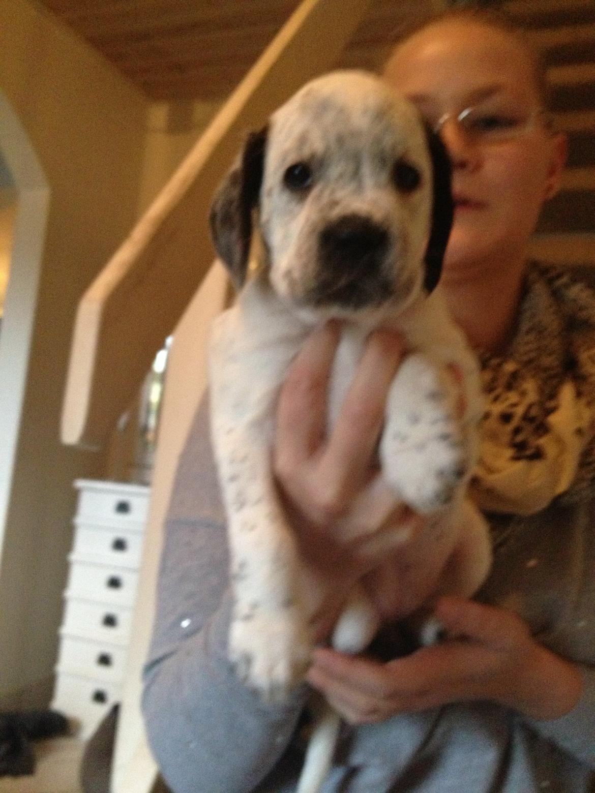 Blanding af racer trunte - trunte den dag vi hentede hende :)

8 uger gammel billede 4