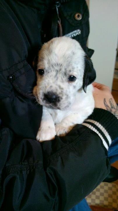 Blanding af racer trunte - lille trunte den dag vi så hende første gang :)
3uger gammel billede 2