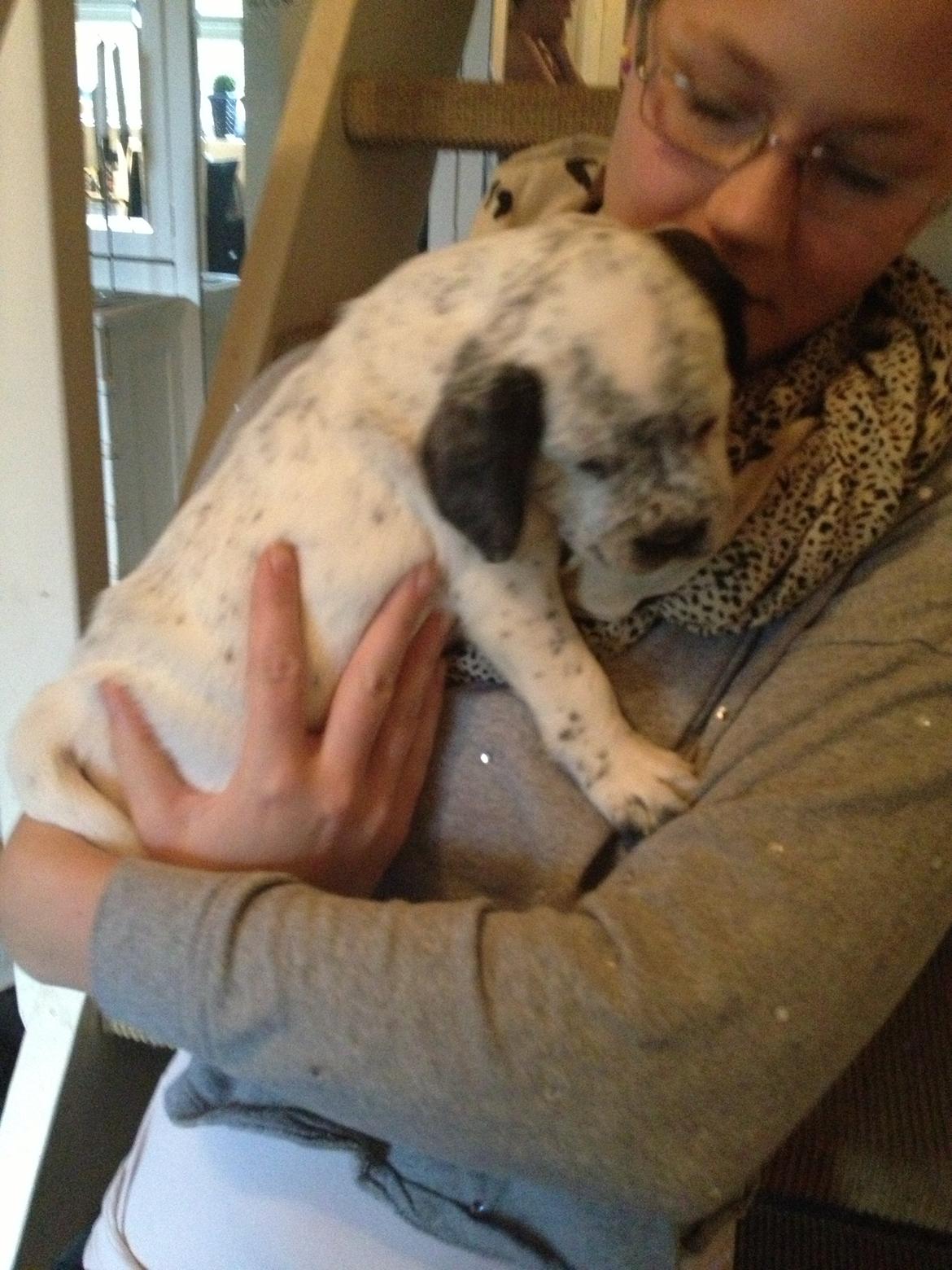 Blanding af racer trunte - trunte den dag vi hentede hende :)

8 uger gammel billede 5