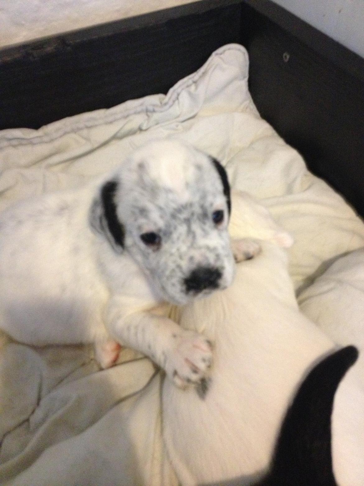 Blanding af racer trunte - lille trunte den dag vi så hende første gang :)
3uger gammel billede 3