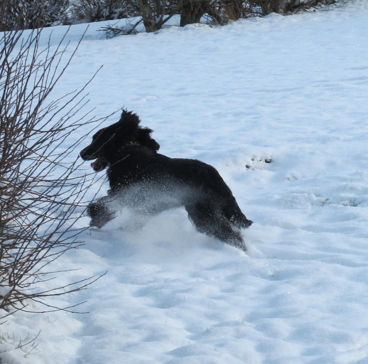 Cocker spaniel Buller - Buller efter bolden billede 5