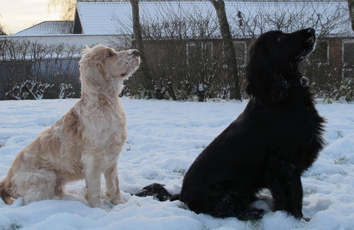 Cocker spaniel Buller - To på stribe
´´ kan du se noget?´´ billede 3