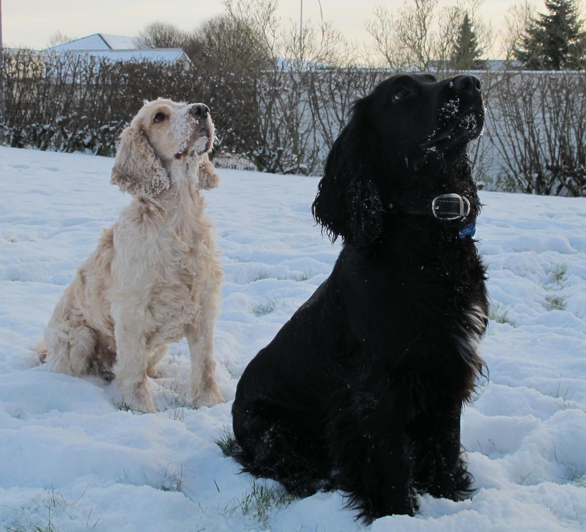 Cocker spaniel Buller - To på stribe ´´ jo jo den er go nok, bolden kommer snart flyvende´´ billede 4