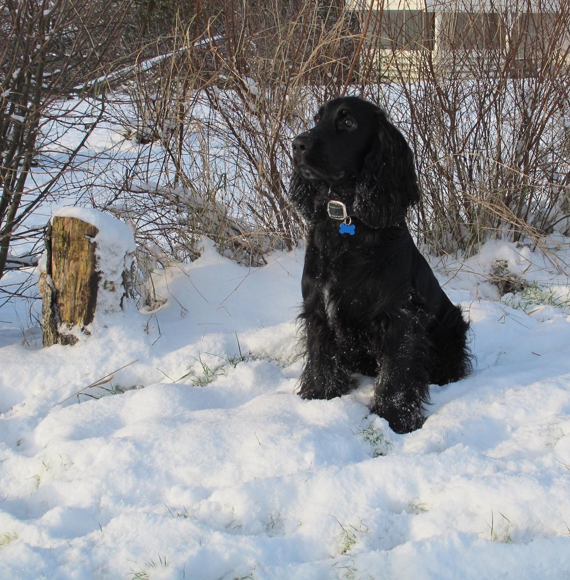 Cocker spaniel Buller billede 7