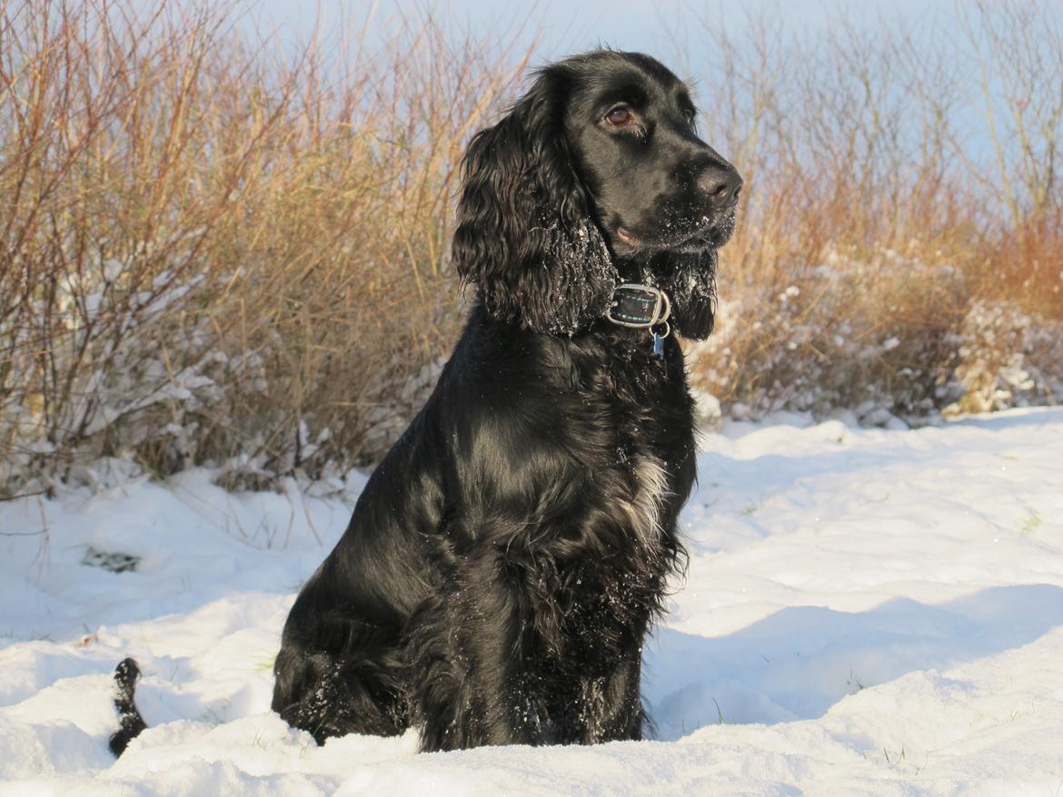 Cocker spaniel Buller billede 1