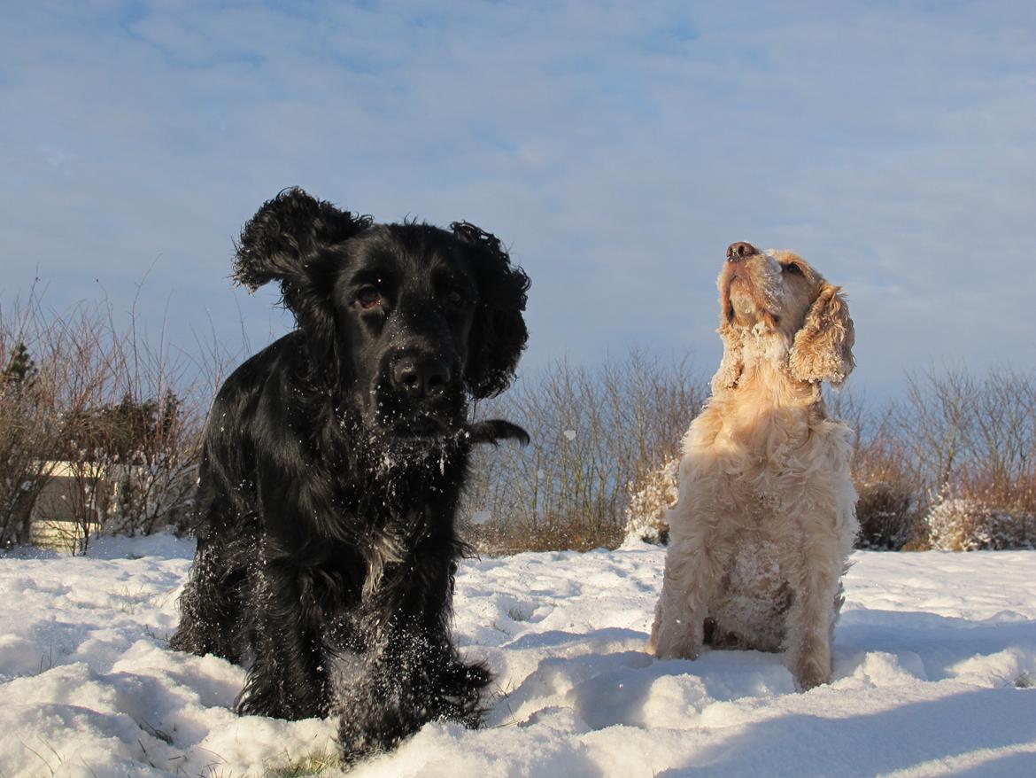 Cocker spaniel Buller - Ørerne tilbage og op 5 gear billede 8