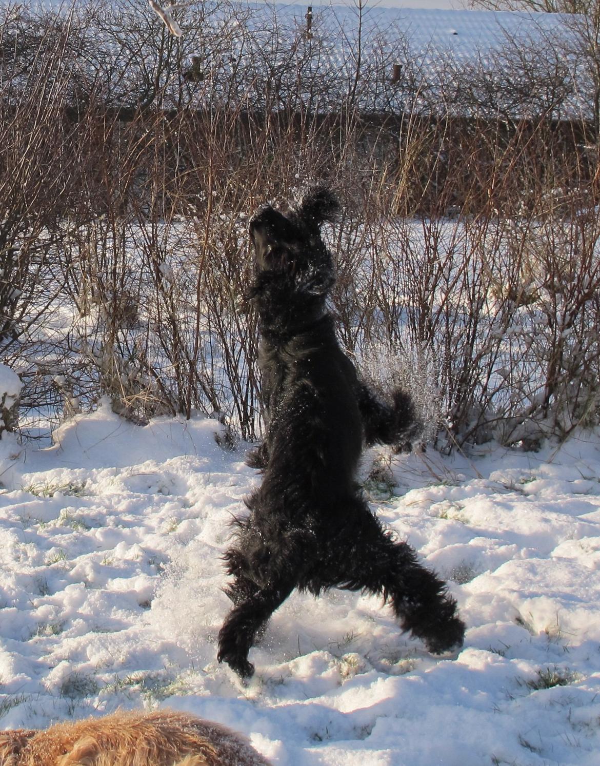 Cocker spaniel Buller - Buller træner i den svære øvelse at springe op efter en guf *GG* - måske ikke helt elegant endnu.. billede 9