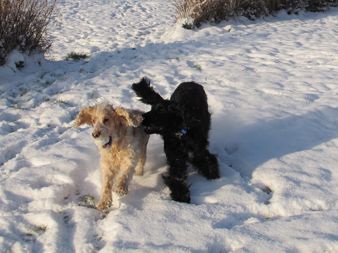 Cocker spaniel Buller billede 10