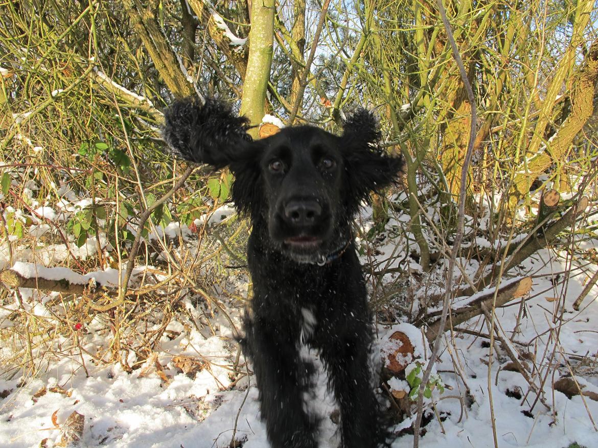Cocker spaniel Buller - Ja far nu kommer jeg i fuld fart ´´ nå sad du ned med kameraet i hånden?´´ - det var da synd for dig.. billede 11