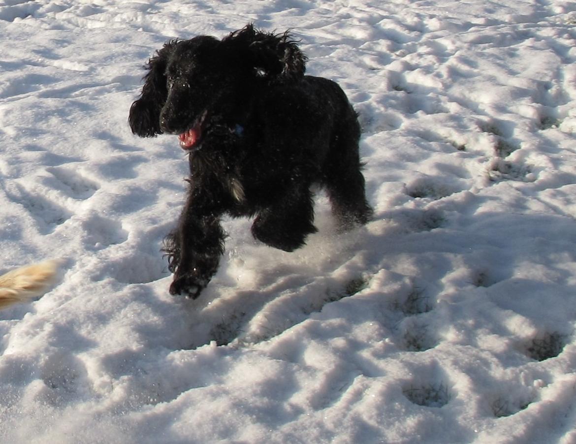 Cocker spaniel Buller billede 12