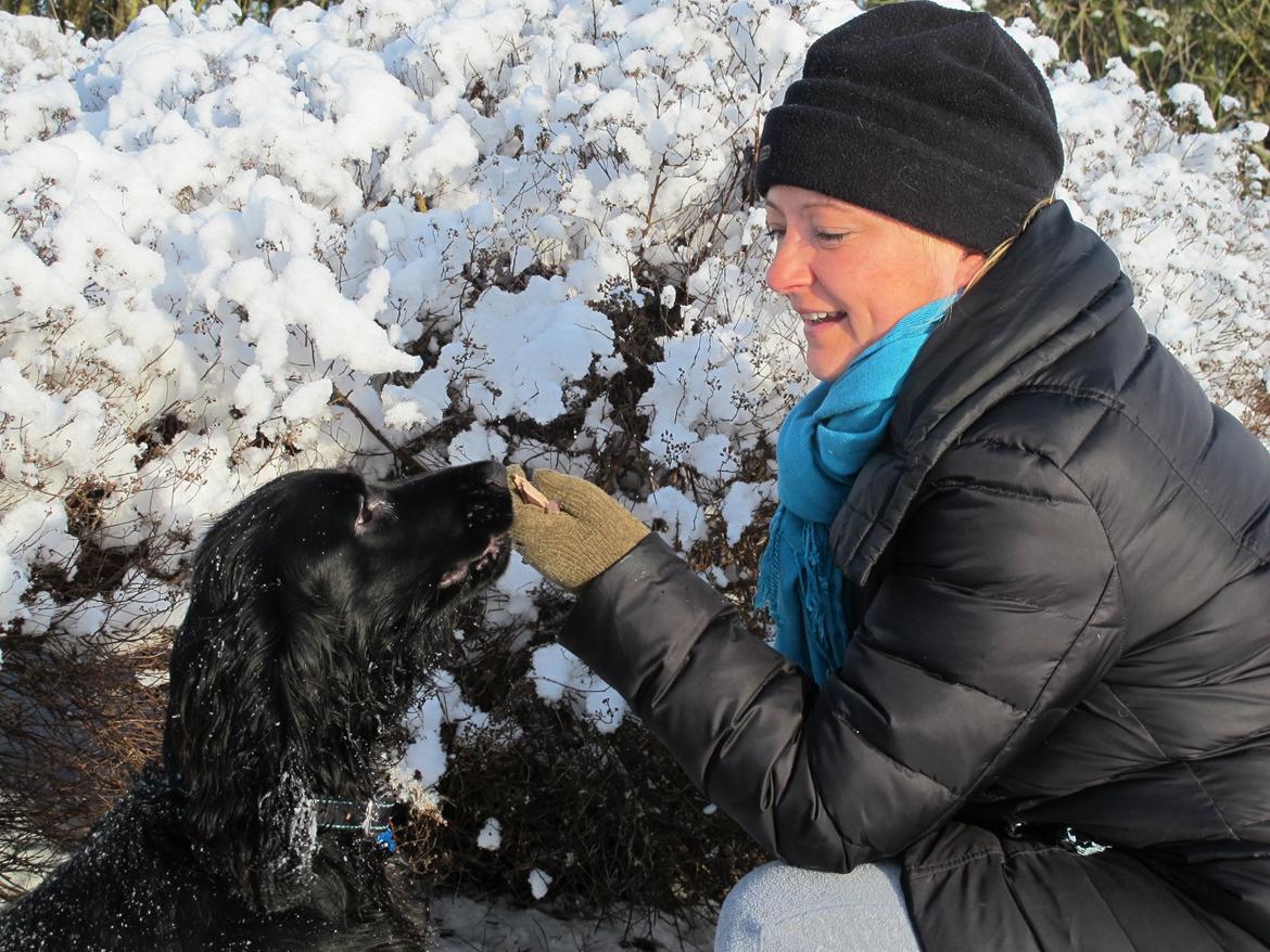 Cocker spaniel Buller billede 13