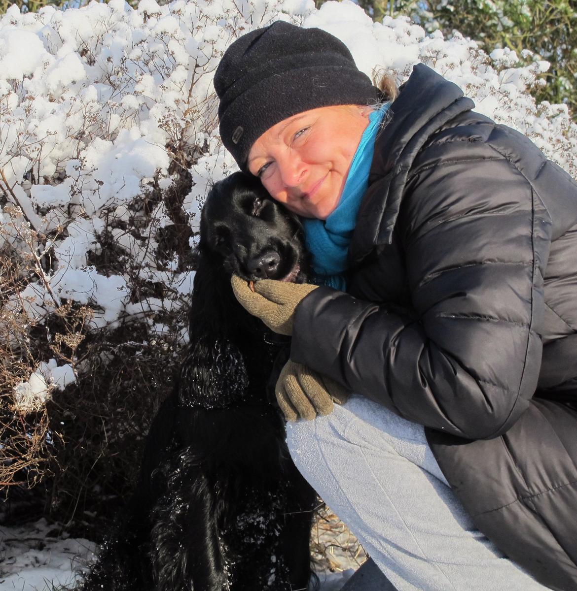 Cocker spaniel Buller billede 2