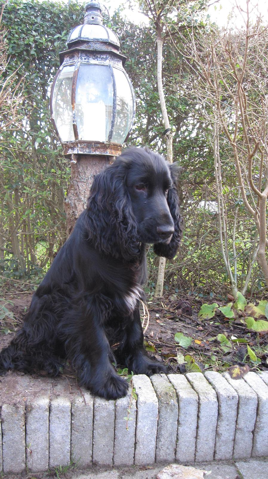 Cocker spaniel Buller billede 15