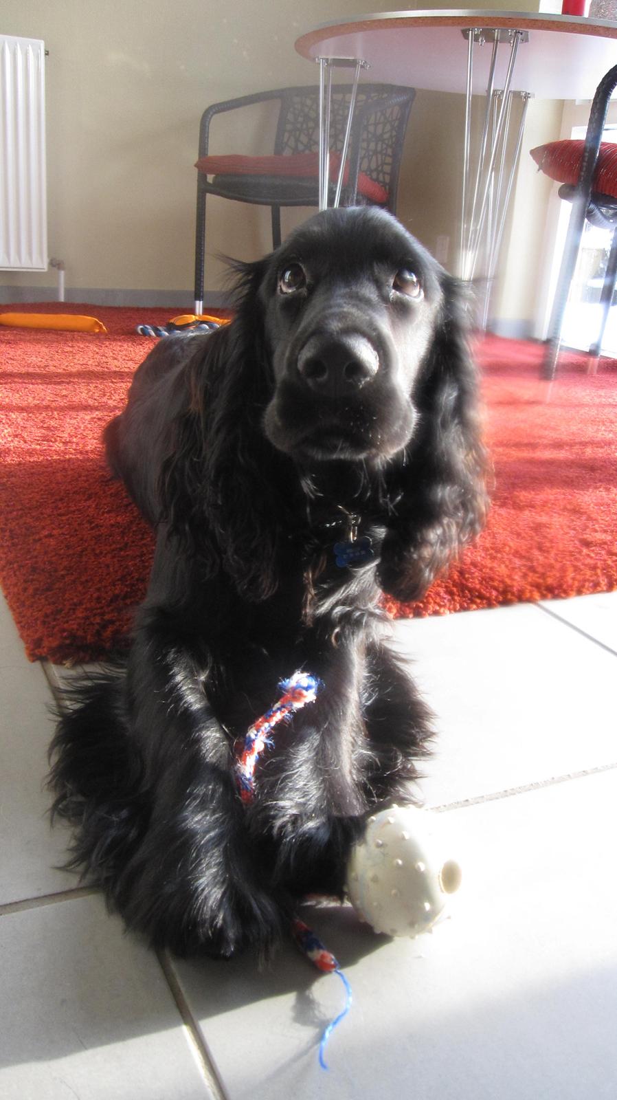 Cocker spaniel Buller billede 16