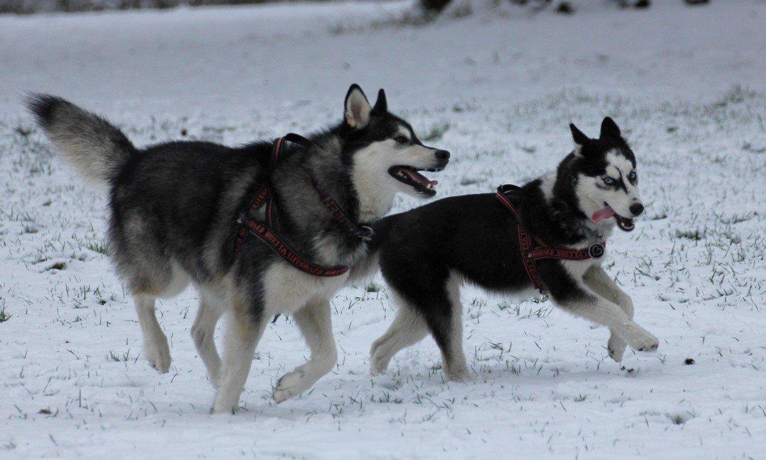 Siberian husky Einstein billede 18