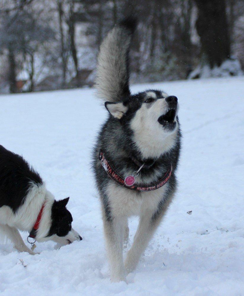 Alaskan malamute Laika *Aflivet* billede 25